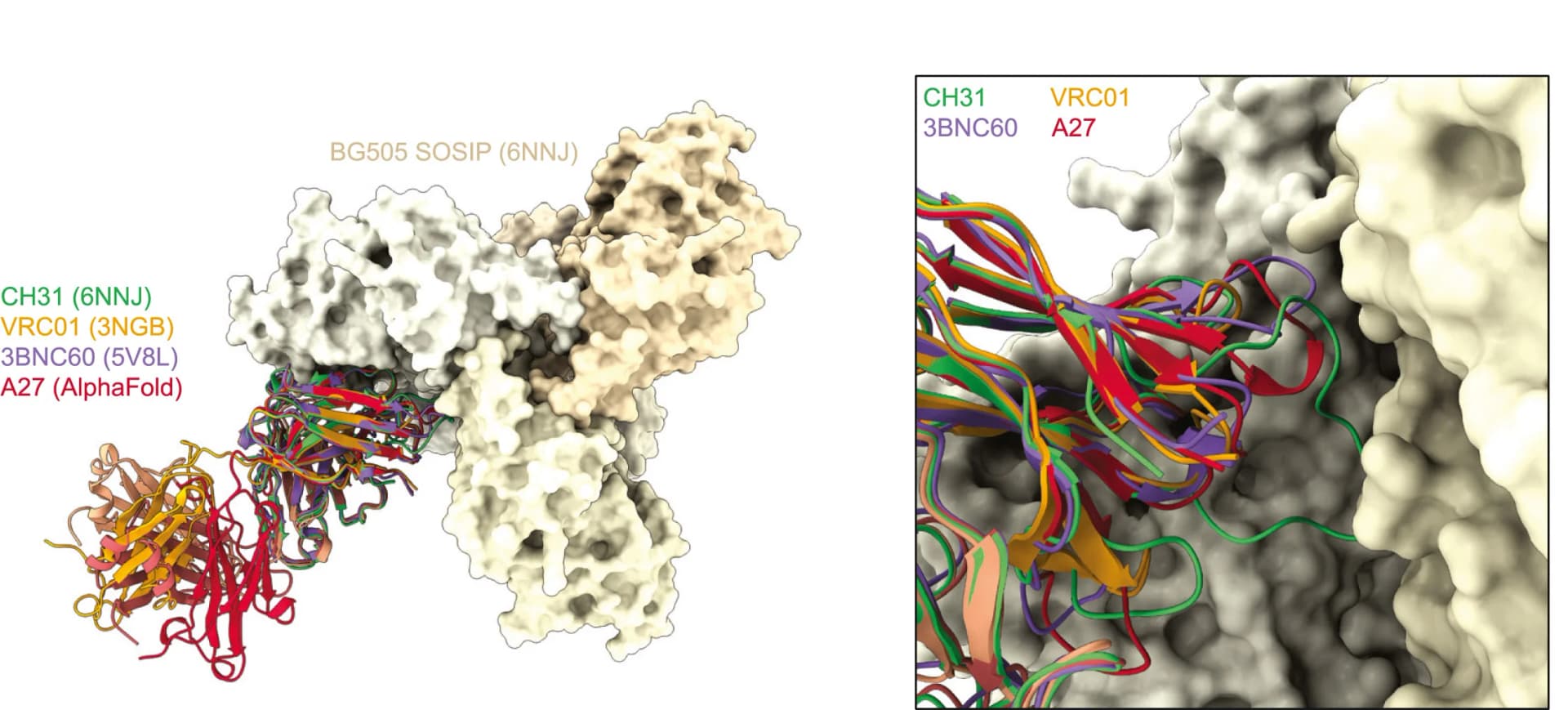 Open access visualization of Protein Structure, Structural Representation, Env, Broadly Neutralizing Antibodies, AlphaFold2