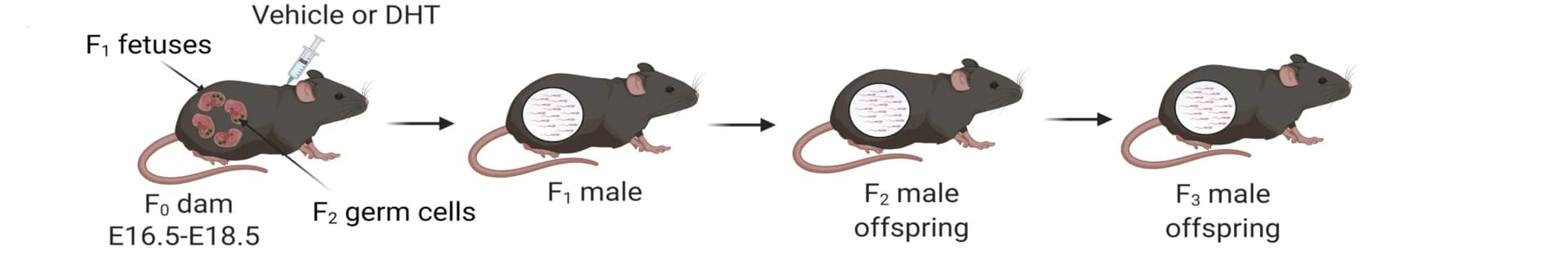 Open access visualization of Workflow, Illustration, Experimental Design, Control Lineage, Androgenized Lineage
