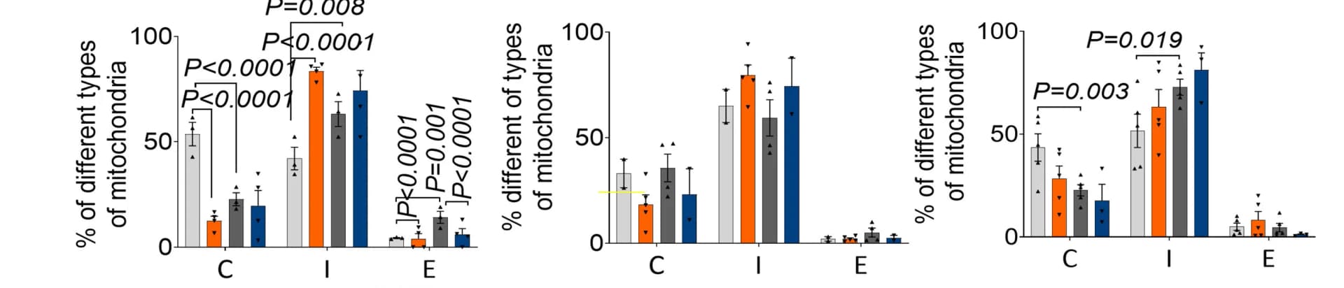 Open access visualization of Bar Plot, Error Bars, Clustered, Mitochondrial Morphology, Pachytene Spermatocytes