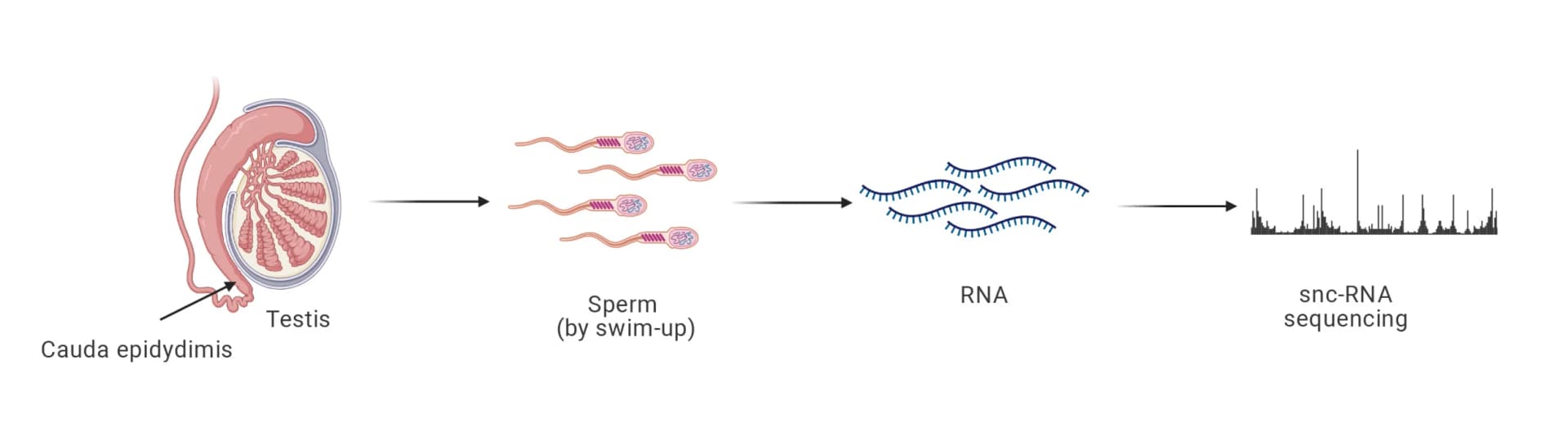Open access visualization of Workflow, Illustration, Histogram, Sperm, sncRNA sequencing