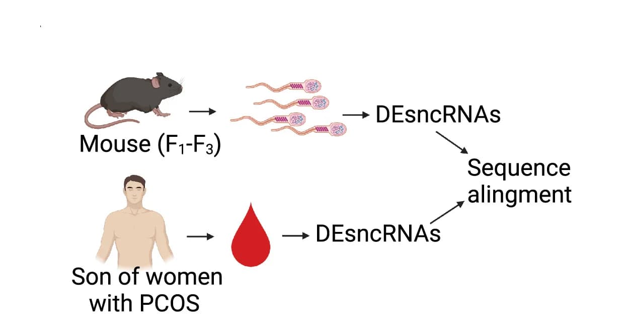 Open access visualization of Workflow, Flowchart, Illustration, Homologous DEsncRNA, Human