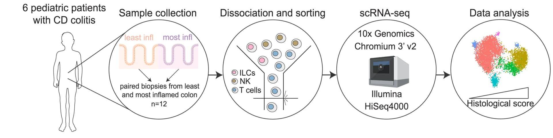 Open access visualization of Workflow, Illustration, Scatter Plot, scRNA-seq, Colonic Biopsy