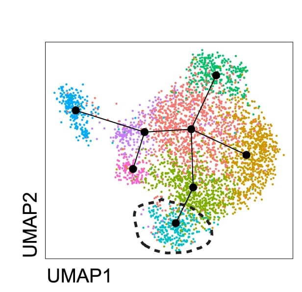Open access visualization of UMAP, Scatter Plot, Network, Developmental Trajectories, ILC Subclusters