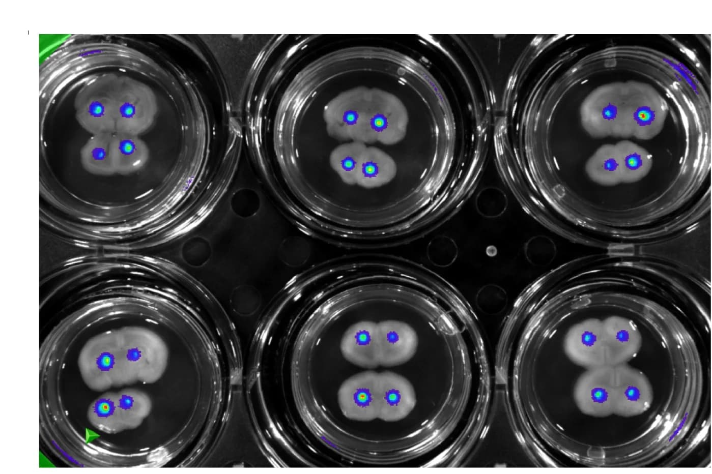 Open access visualization of Microscopy, Bioluminescence Image, Tumor Seeding, Tumor Foci, OBSCs