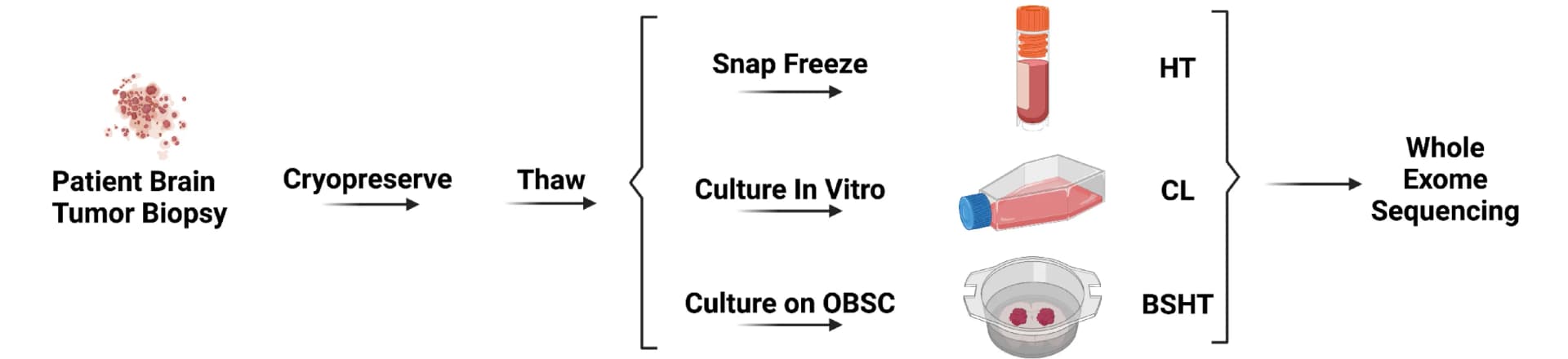 Open access visualization of Workflow, Illustration, Experimental Design, DNA Sequencing, Tumor Tissue