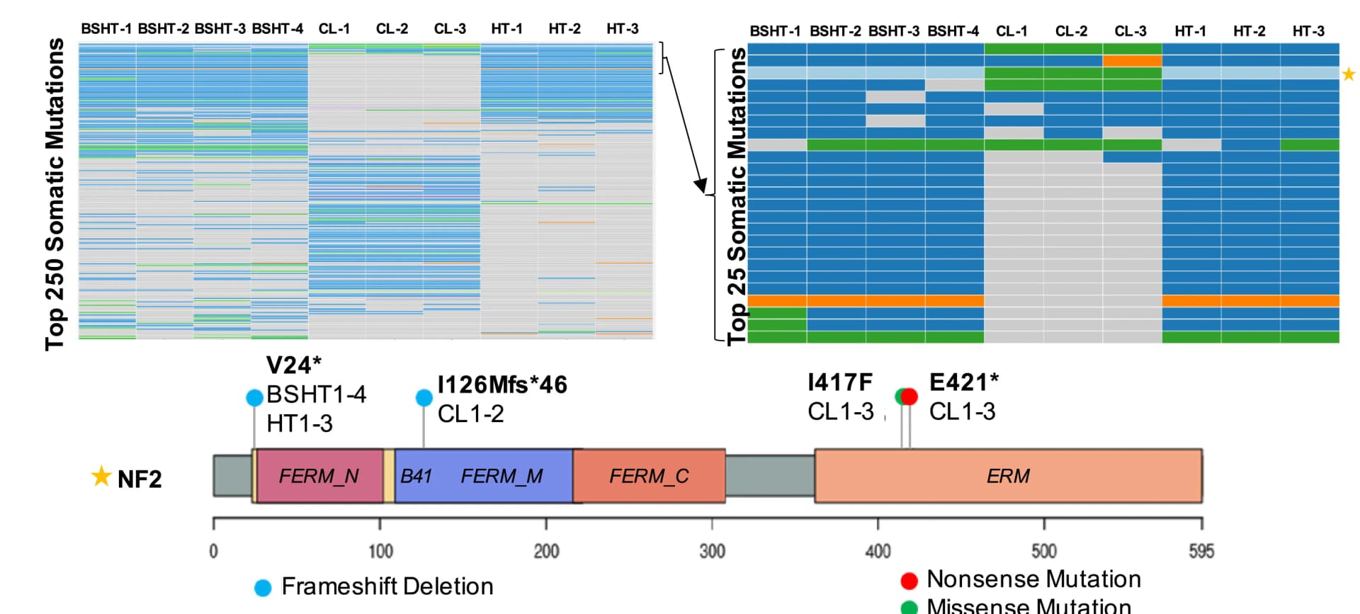 Open access visualization of Heatmap, Mutated Genes, Somatic Genes, NF2, HT