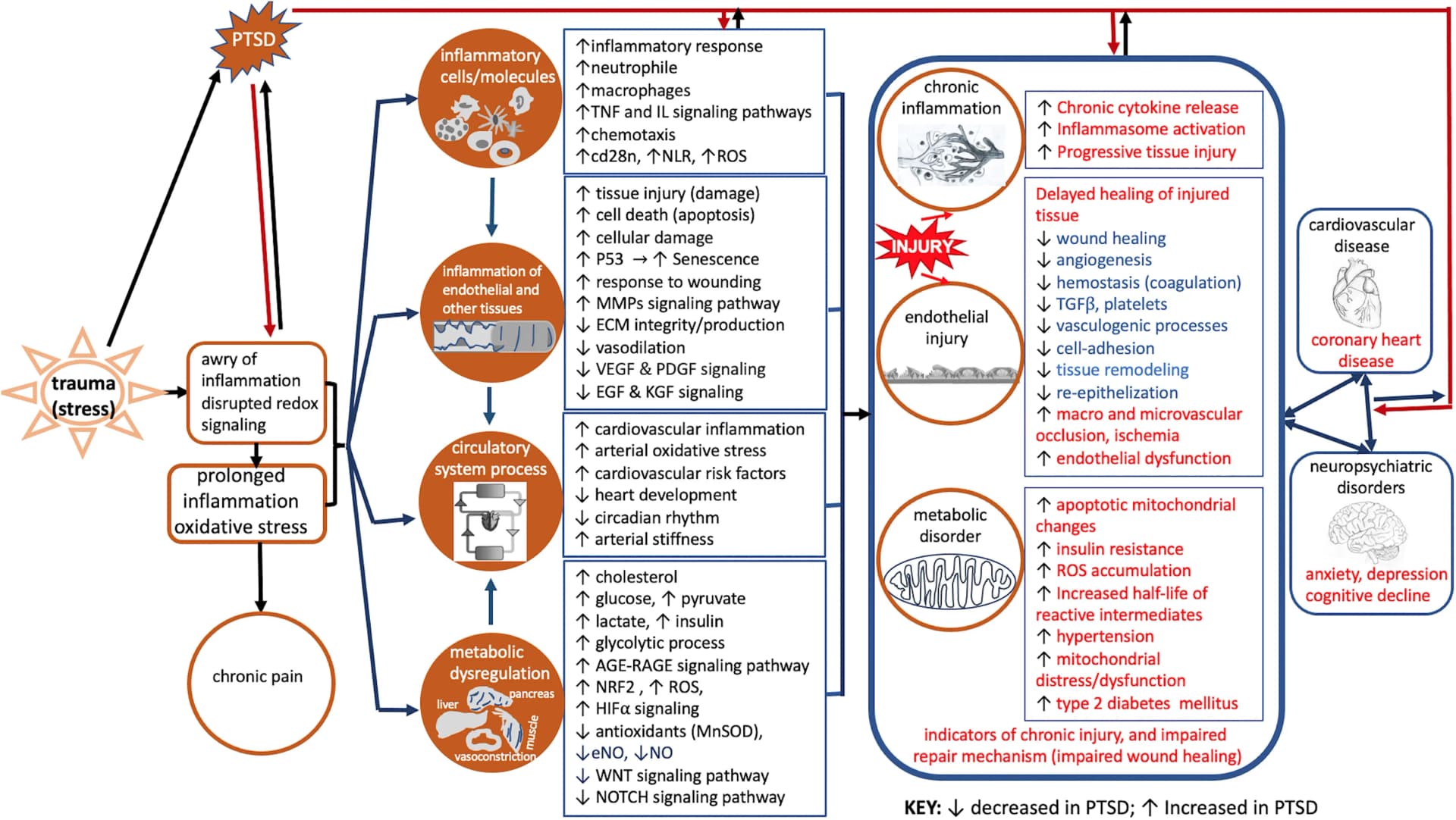 Open access visualization of Workflow, Flowchart, Multi-omics, Wound Healing, Comorbidities