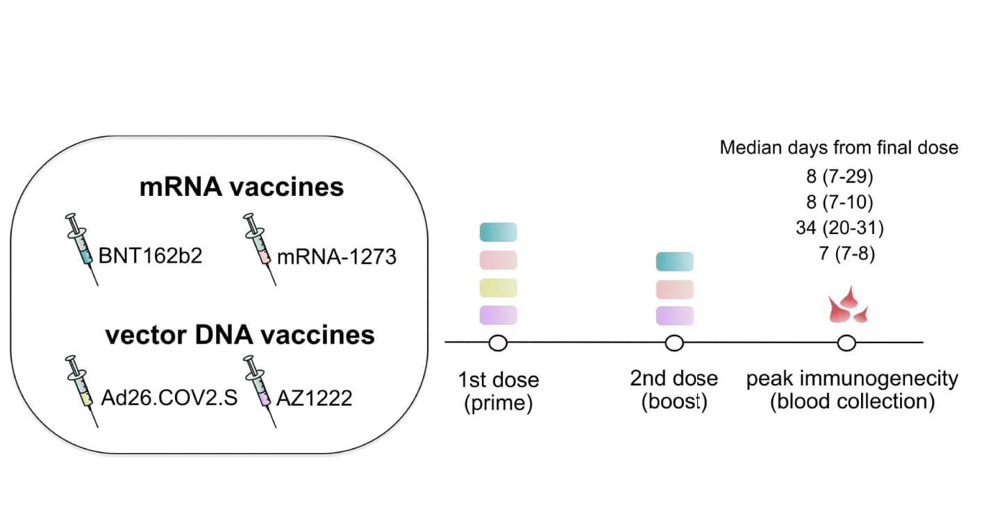 Open access visualization of Illustration, Workflow, Study Groups, mRNA Vaccine, Vector DNA Vaccine