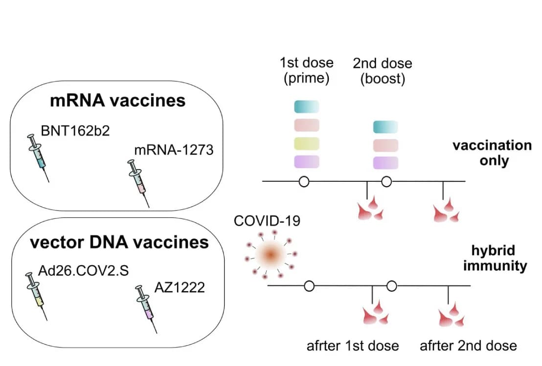 Open access visualization of Workflow, Illustration, Study Groups, mRNA Vaccine, Hybrid Immunity