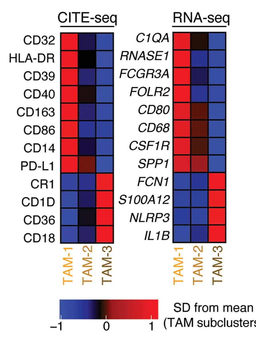 Open access visualization of Heatmap, Protein expression, Gene expression, TAM subclusters, Markers