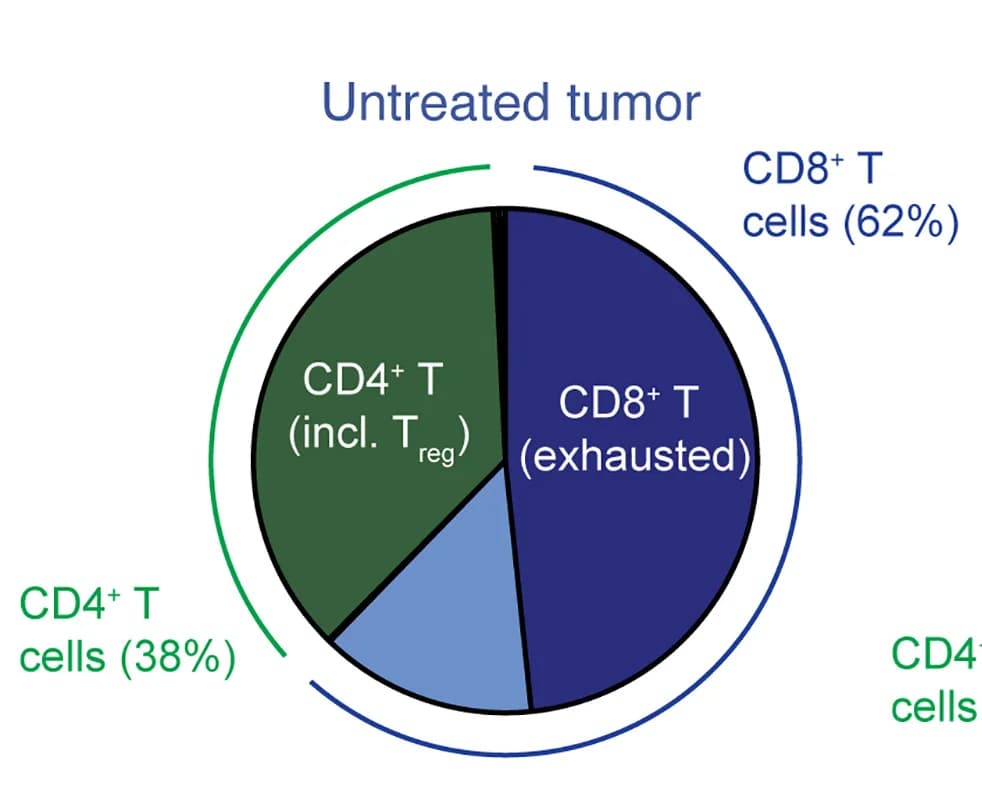 Open access visualization of Pie Chart, T Cell Cluster, Tumor-Infiltrating T Cells, Untreated Tumors