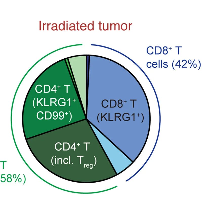 Open access visualization of Pie Chart, T Cell Cluster, Tumor-Infiltrating T Cells, Irradiated Tumors