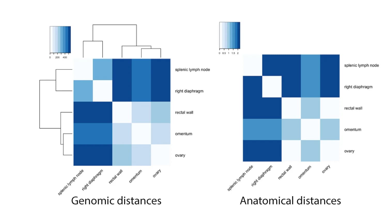 Open access visualization of Heatmap, Clustered, Genomic Diversity, Tumor Deposits, Anatomical Distance