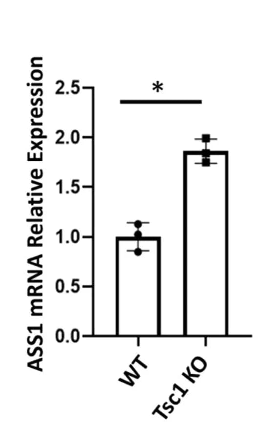 Open access visualization of Bar Plot, Error Bars, ASS1 Gene Expression, RNA, Control