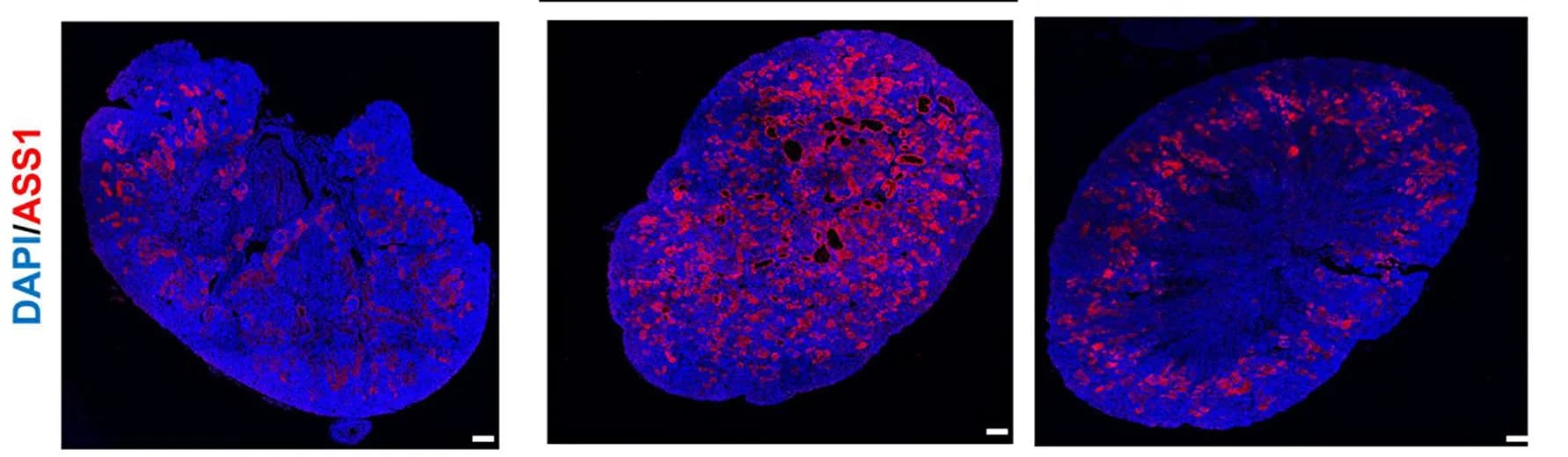 Open access visualization of Microscopy, Kidney, WT, Tsc1KO Mice, Vehicle