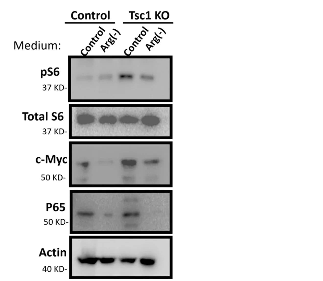 Open access visualization of Gel, Western Blot, ASS1, pS6, c-Myc