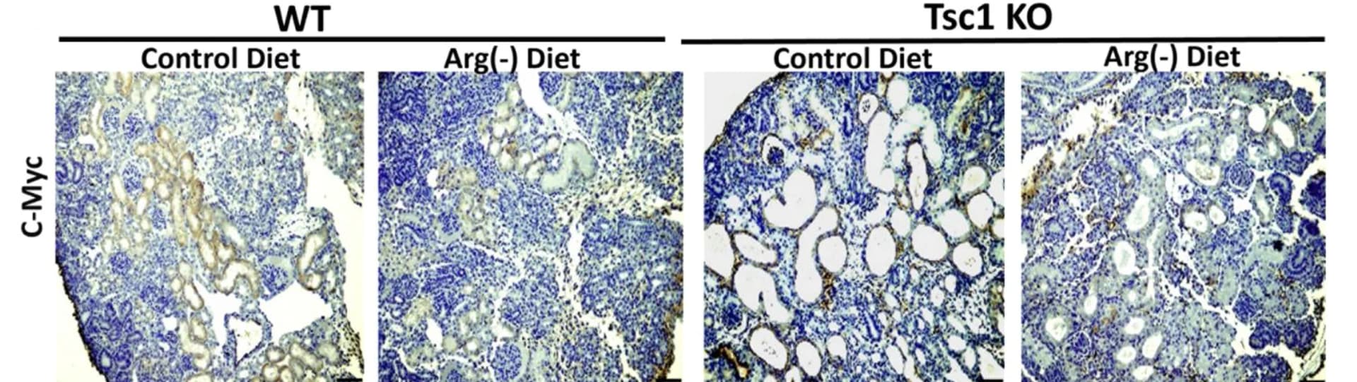 Open access visualization of Microscopy, Kidney Sections, WT, Tsc1KO, P0 Pups