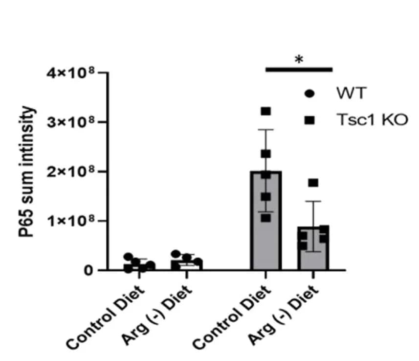 Open access visualization of Bar Plot, Error Bars, Quantification, Fluorescence Intensity, WT Pups