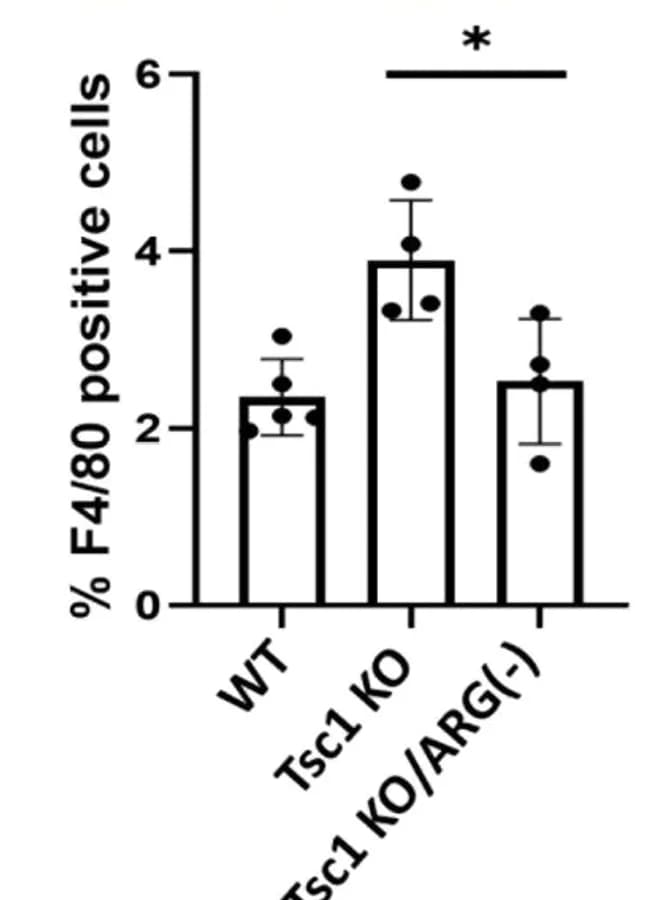 Open access visualization of Bar Plot, Error Bars, Quantification, F4/80+ Cells, WT Pups