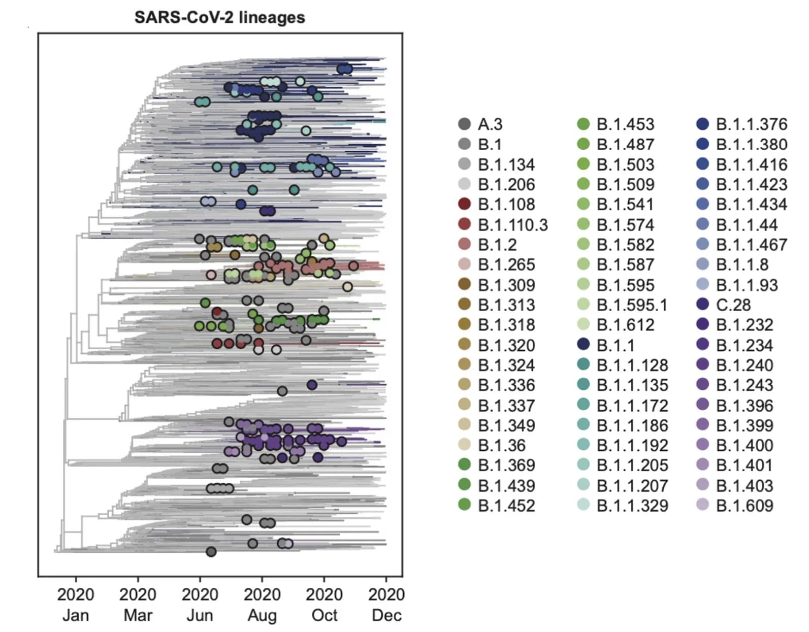 Open access visualization of Scatter Plot, Viral Sequencing, PANGO Lineages, Cohort