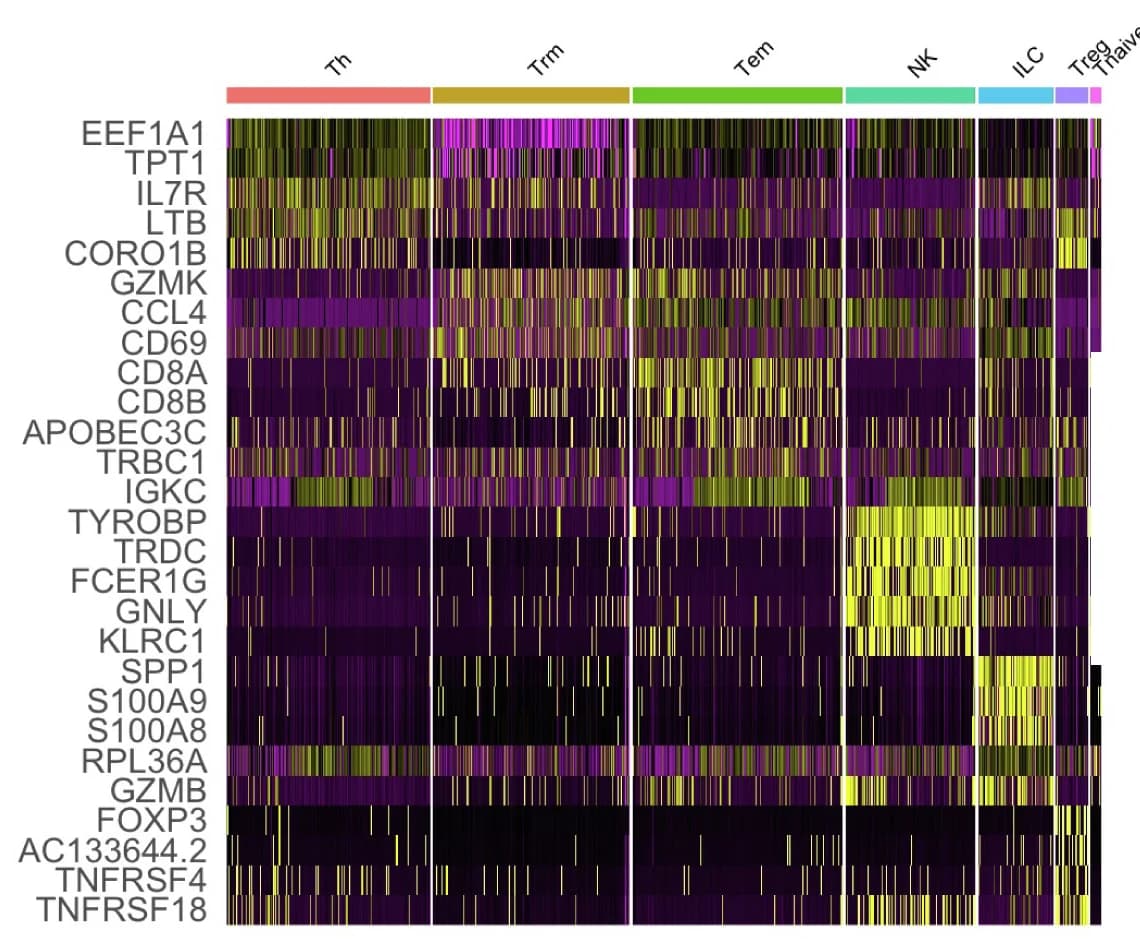Open access visualization of Heatmap, Marker Genes, T Cell Subpopulations