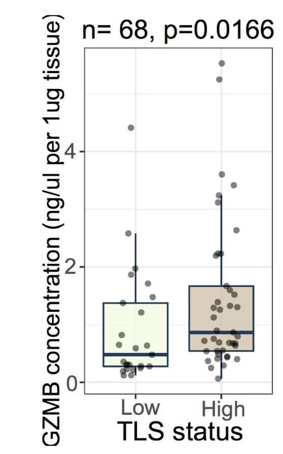 Open access visualization of Box Plot, Scatter Plot, GZMB Concentration, TLS-High Tumors, TLS-Low Tumors