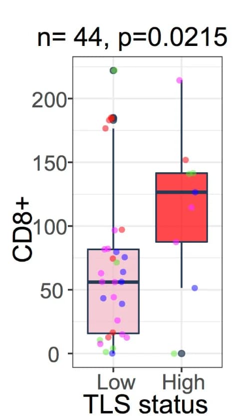 Open access visualization of Box Plot, Scatter Plot, Raincloud Plot, CD8+T Cells, TLS-High Sections