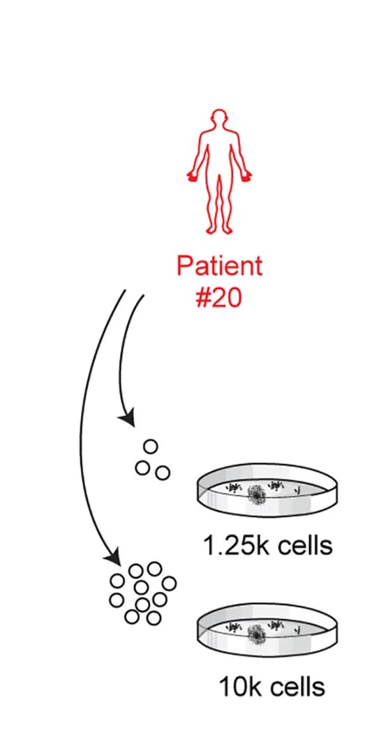 Open access visualization of Workflow, Illustration, LPC Assay, Cells, DNA Extraction