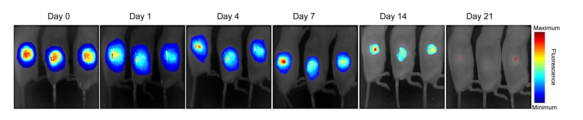 Open access visualization of Microscopy, In Vivo Fluorescence Images, Gel Degradation, HA Hydrogels, Cy7