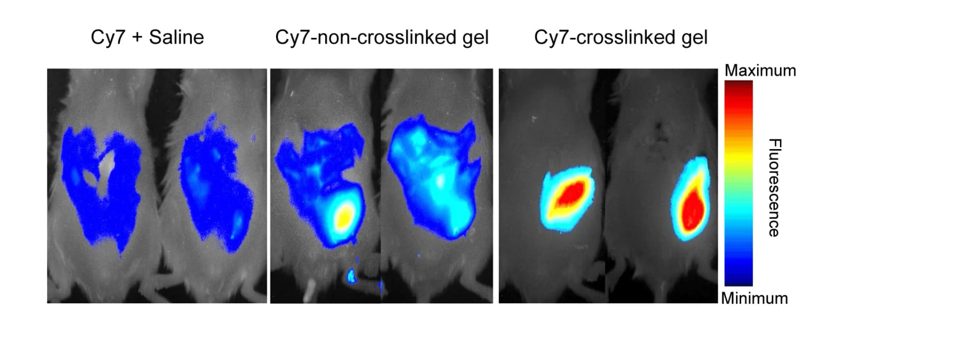 Open access visualization of Photo, In Vivo, Hydrogel, Fluorescence Images, Cy7