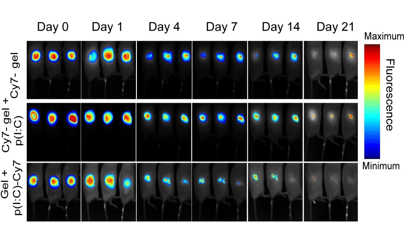 Open access visualization of Microscopy, In Vivo, Fluorescence Images, Cy7-labeled gel, Poly(I:C)