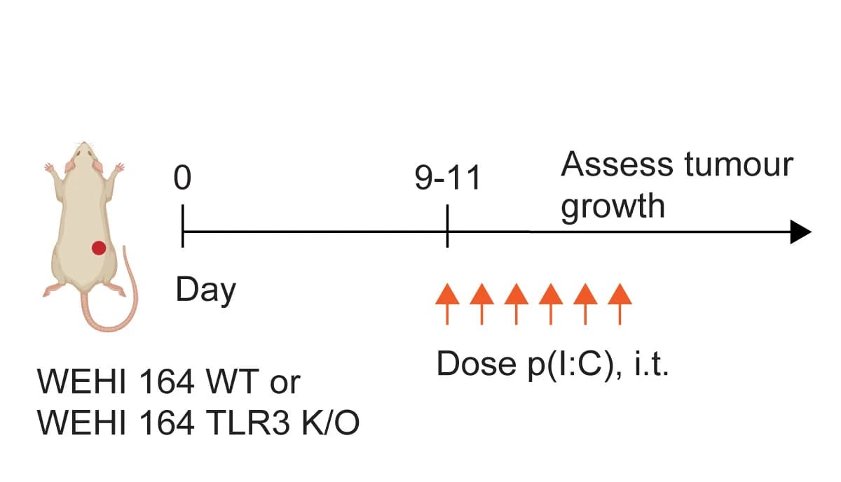Open access visualization of Workflow, Illustration, Experimental Design, Treatment Strategy, Tumors