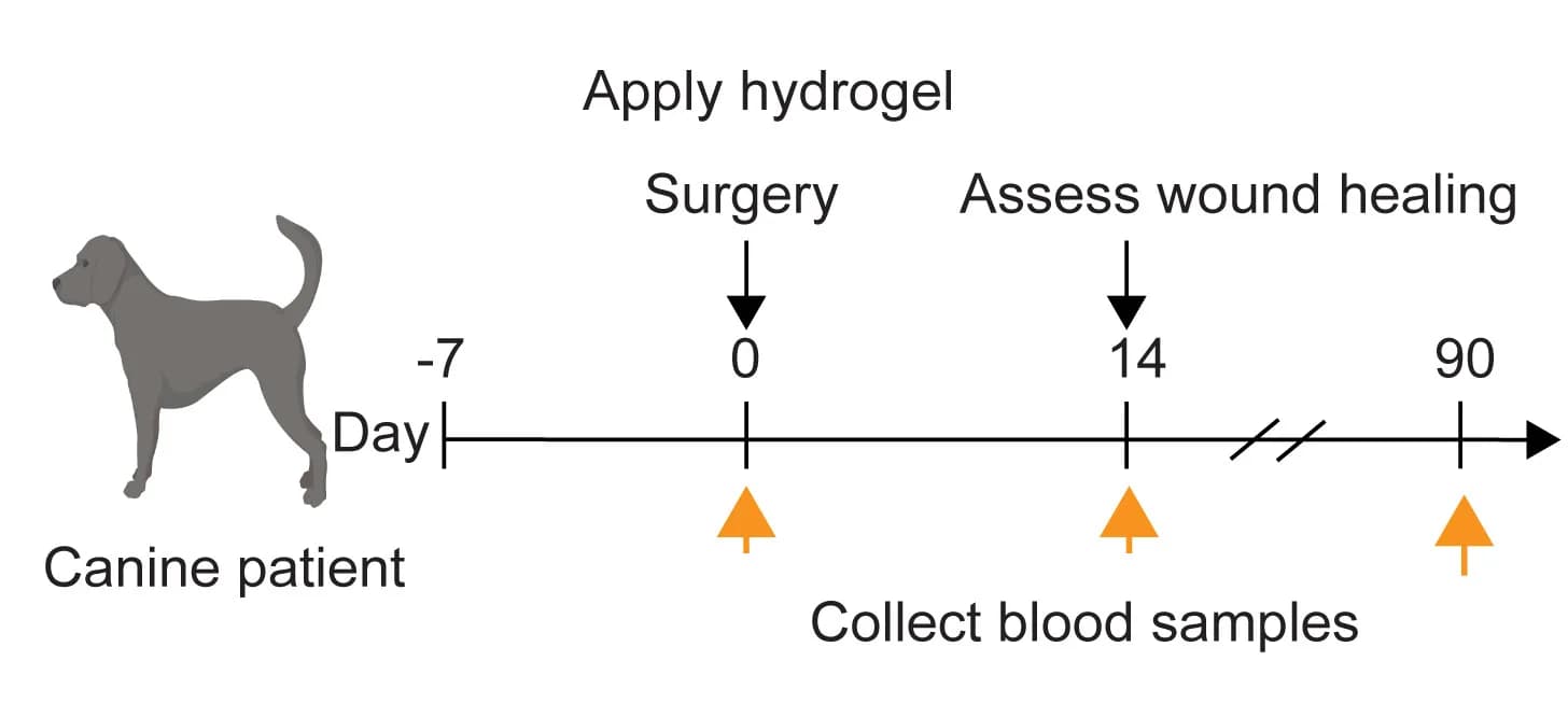 Open access visualization of Workflow, Illustration, Experimental Design, Canine Patients, Hydrogel