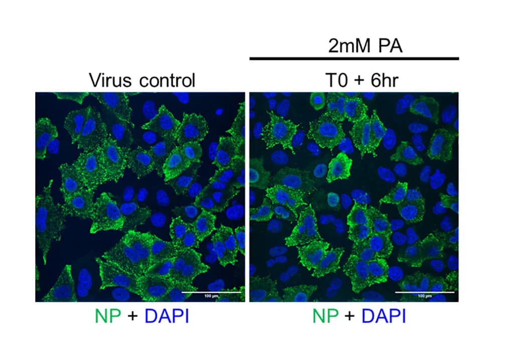 Open access visualization of Microscopy, Confocal Images, Quantification