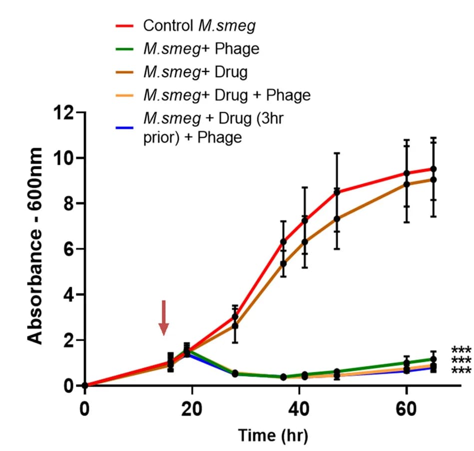 Open access visualization of Line Plot, Error Bars, Bacterial Cultures, PA Treatment, TM4 Mycobacteriophage Infection