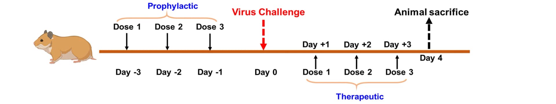 Open access visualization of Workflow, Illustration, Virus challenge, Treatment schedule