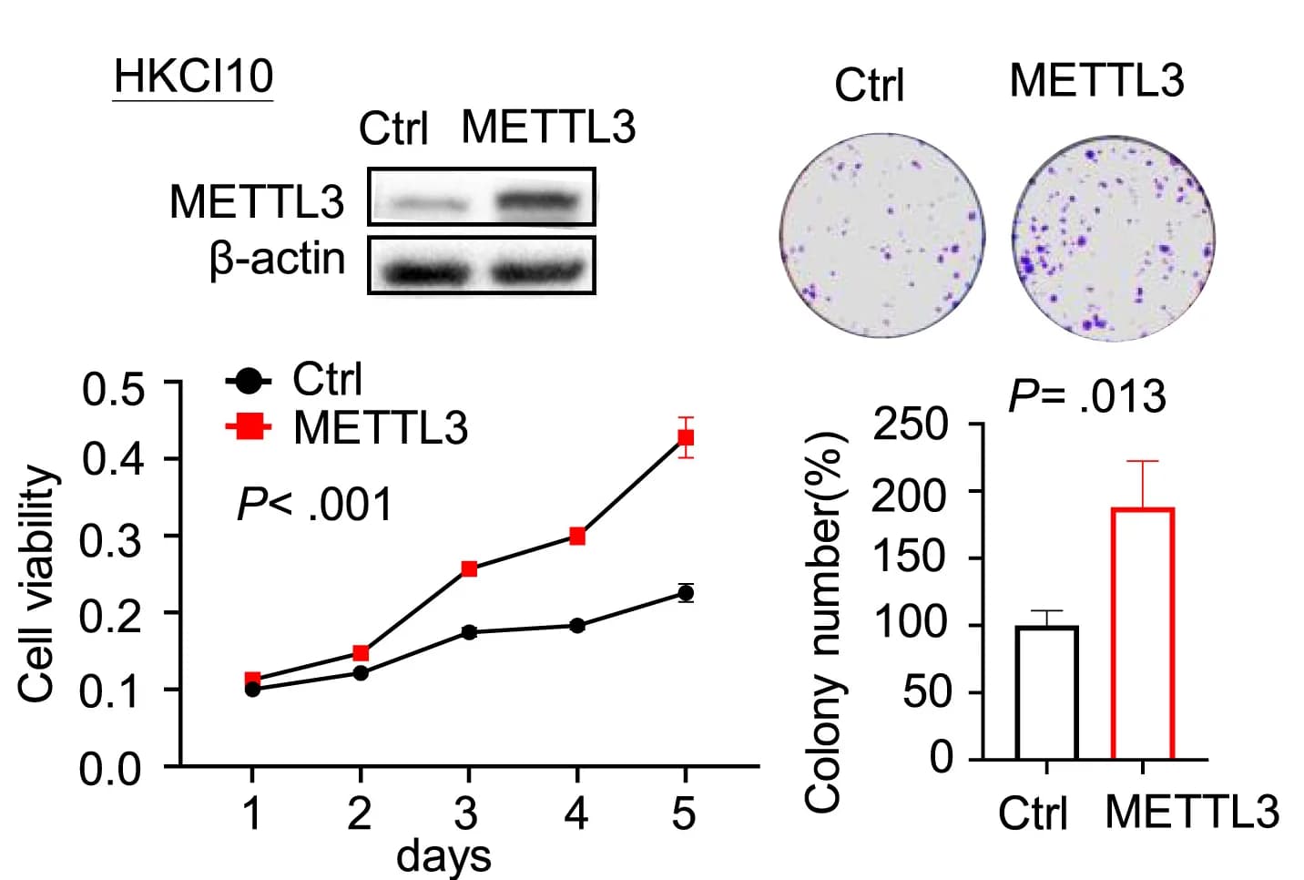 Open access visualization of Line Plot, Bar Plot, Gel, Error Bars, METTL3 Overexpression