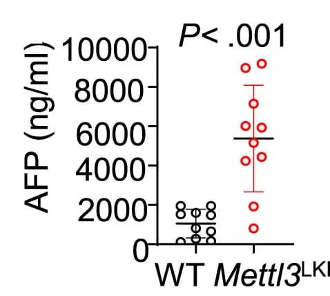Open access visualization of Scatter Plot, Error Bars, Serum AFP Levels, Wild-type Mice, Mettl3 Knockin Mice