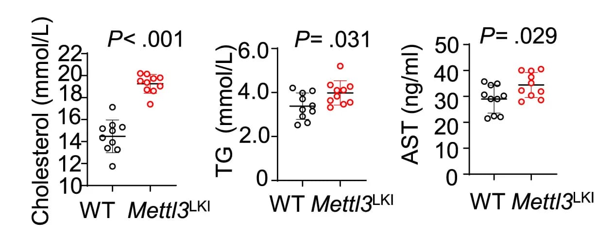 Open access visualization of Scatter Plot, Error Bars, Hepatocyte-specific METTL3 Overexpression, Serum Cholesterol, Triglyceride
