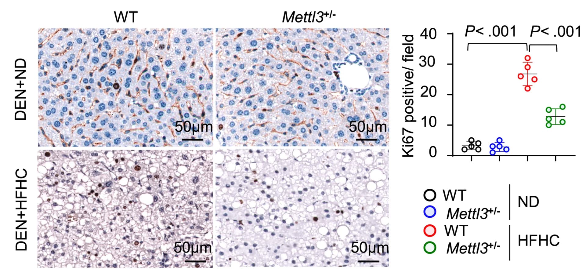 Open access visualization of Microscopy, Scatter Plot, Ki-67 Staining, WT Mice, Mettl3+/- Mice