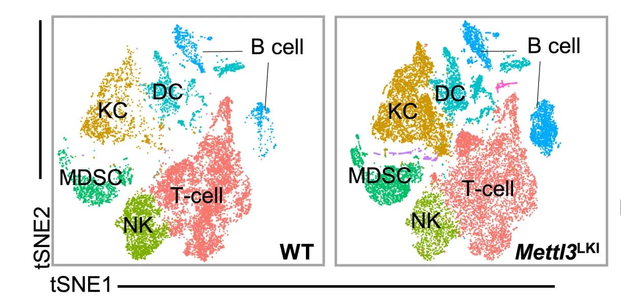 Open access visualization of Scatter Plot, UMAP, PCA, Tumor-Infiltrating Immune Cells, Single-Cell RNA Sequencing