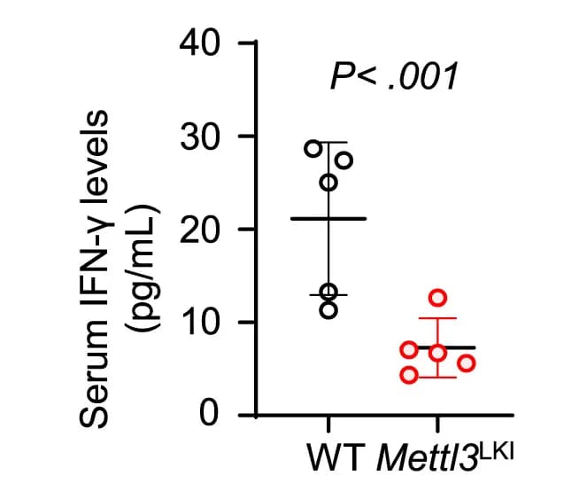 Open access visualization of Scatter Plot, Error Bars, Serum IFN-gamma, Mettl3LKI Mice, WT Mice