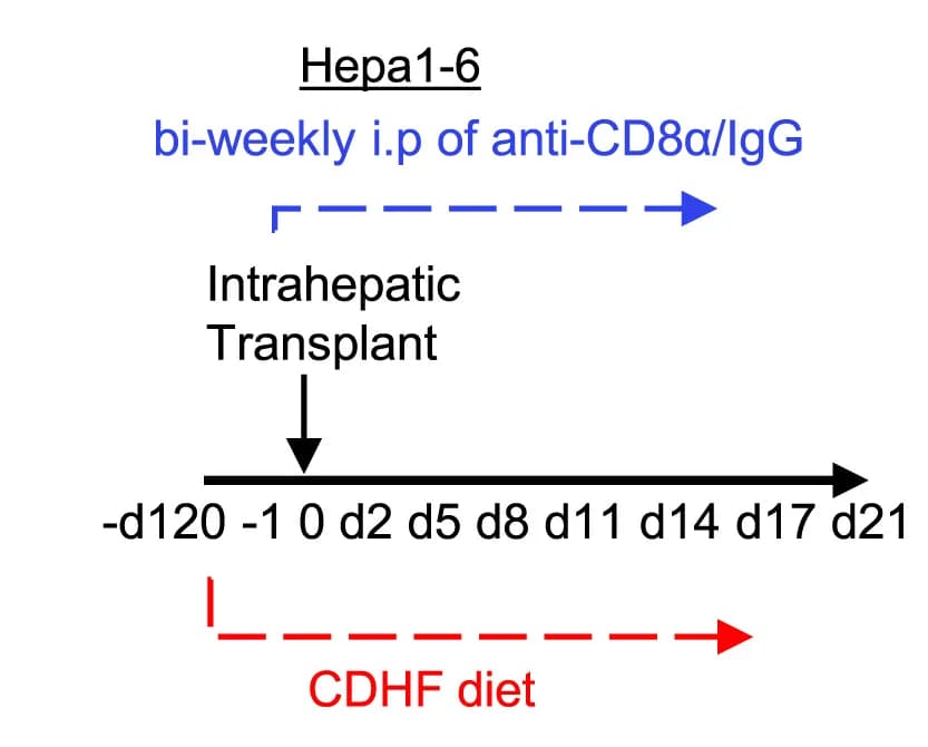 Open access visualization of Workflow, Flowchart, Schematic Diagram, Anti-CD8a, Depletion Regime