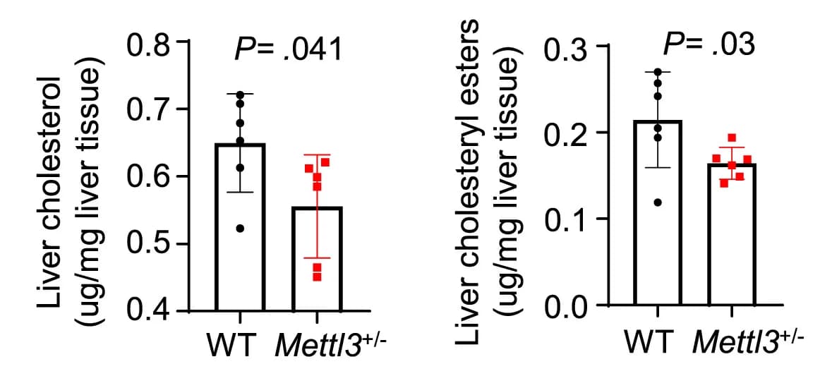 Open access visualization of Bar Plot, Error Bars, Hepatic Cholesterol, Cholesteryl Esters, Wild Type Mice