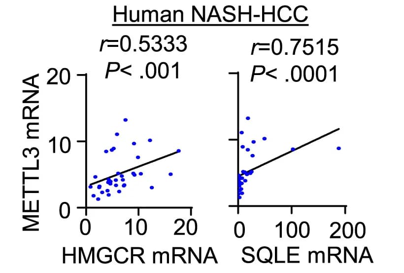 Open access visualization of Scatter Plot, Regression Plot, METTL3, Cholesterol Biosynthesis Genes, Human NAFLD-HCC