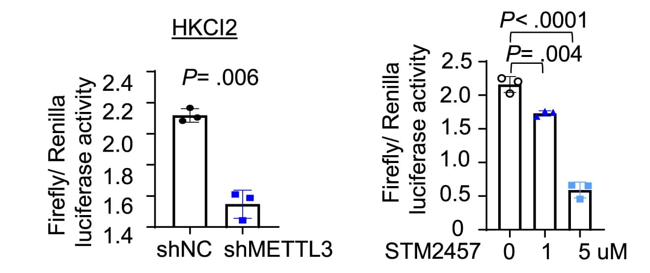 Open access visualization of Bar Plot, Error Bars, Luciferase Activity, SCAP 3' UTR, HKCI2 Cells