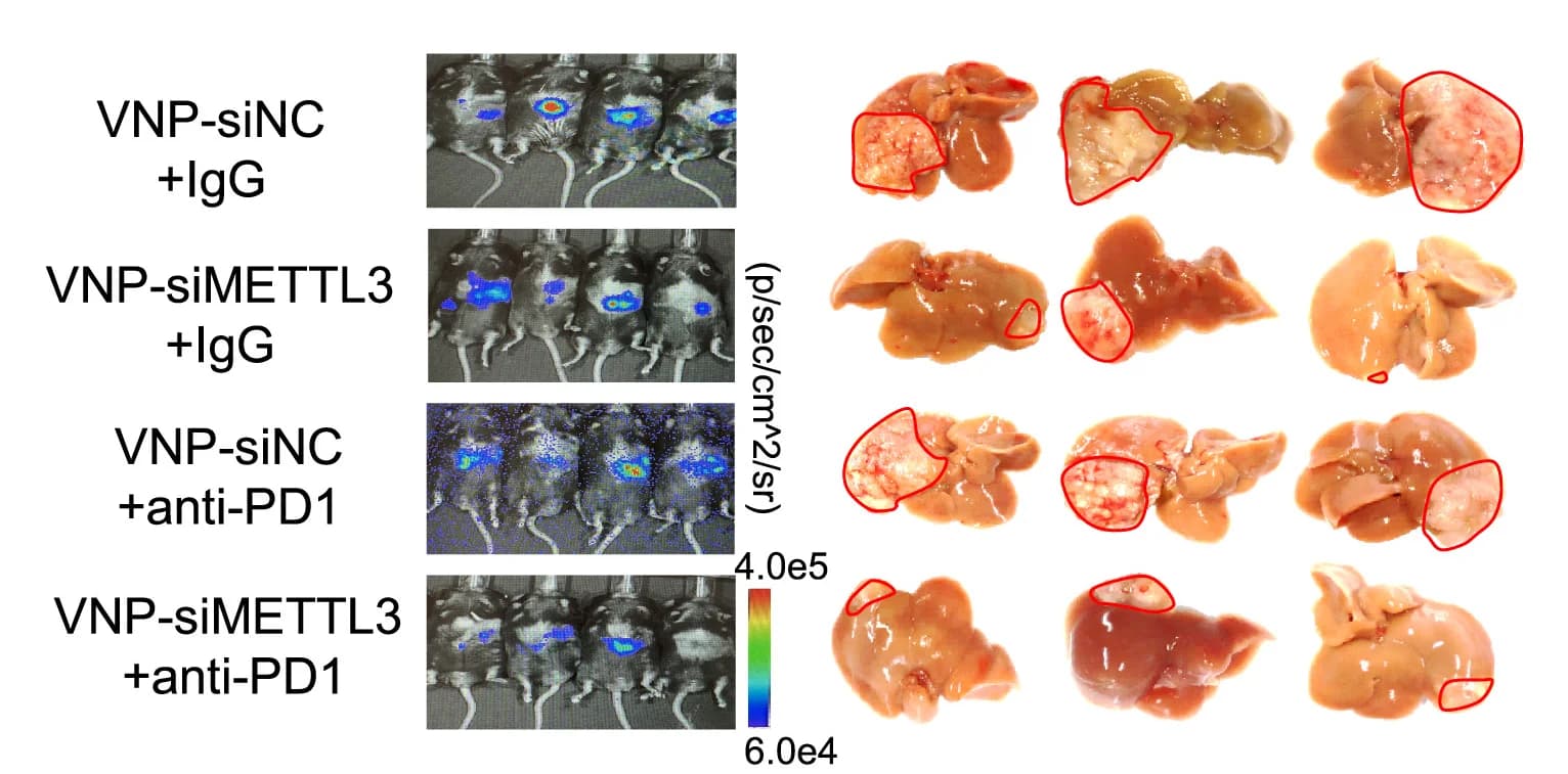 Open access visualization of Microscopy, Photo, Bioluminescent Imaging, Mouse Livers, Representative Images
