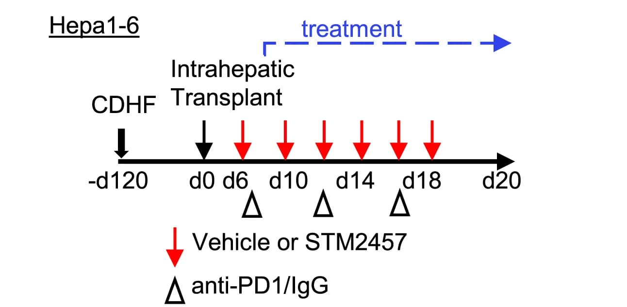 Open access visualization of Workflow, STM2457, Anti-PD-1 Treatment, NAFLD-HCC Model, Mouse Model
