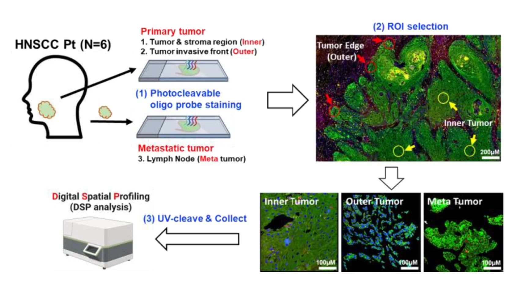 Open access visualization of Workflow, Illustration, Microscopy, Schematic Outlines, Digital Spatial Profiling