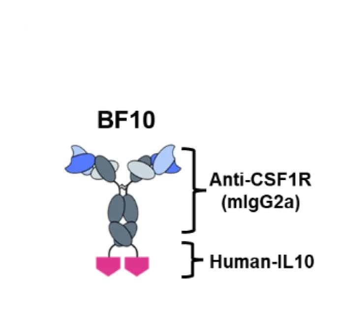 Open access visualization of Illustration, Anti-CSF-1R-IL-10 Fusion Protein, BF10, Human IL-10, CSF-1R Fragment